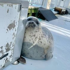 a seal is laying on the ground next to an open door and it's head sticking out