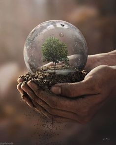 a person holding a snow globe with a tree in it