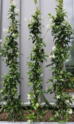 two tall green plants with white flowers in front of a metal wall and some windows