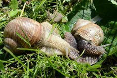 two snails are laying in the grass together