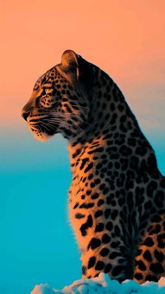 a cheetah sitting in the snow at sunset