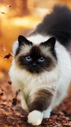 a cat with blue eyes walking through leaves