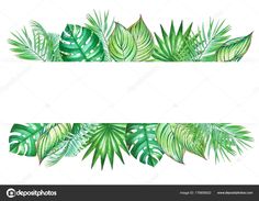 green tropical leaves on white background with place for your text or image in the center