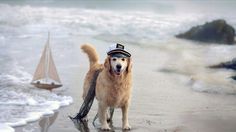 a dog on the beach with a sailboat in the background