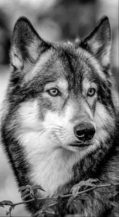 a black and white photo of a wolf looking at the camera with an intense look on his face