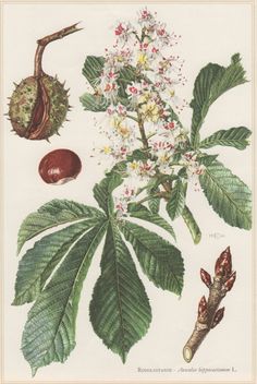 an illustration of leaves, flowers and nuts on a white background with brown trimmings