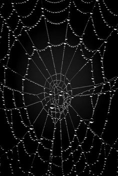 water droplets on a spider web in the dark