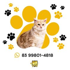 an orange and white cat sitting in front of a paw print with paws on it