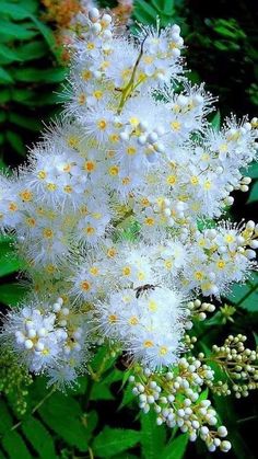 some white flowers and green leaves on a sunny day