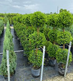 rows of trees are lined up in buckets