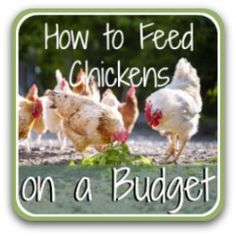 how to feed chickens on a budget