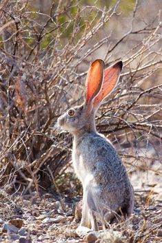 a rabbit is sitting in the dirt near some bushes and trees with an orange spot on it's ear