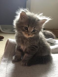 a small kitten sitting on top of a blanket