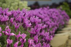 purple flowers are growing in rows along the side of a road with other plants behind them