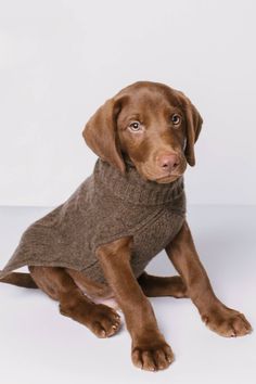 a brown dog sitting on top of a white floor