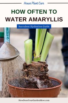 how often to water amaryllis