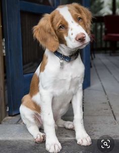 a brown and white dog sitting on top of a sidewalk next to a blue door