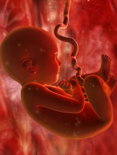 Baby In Womb, Arte Doodle, Baby Heartbeat, Ronald Reagan, Baby Hacks, Real Man, Stock Images Free, The Fosters, Photo Sharing