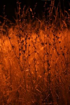 the grass is glowing orange in the dark