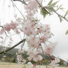 pink flowers are blooming on the branches of a tree in front of a field