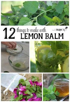 lemon balm is the best way to make fresh lemons