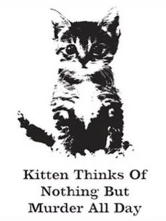 E Card, What’s Going On, 로고 디자인, Crazy Cat Lady, Crazy Cats, The Words, Cat Memes