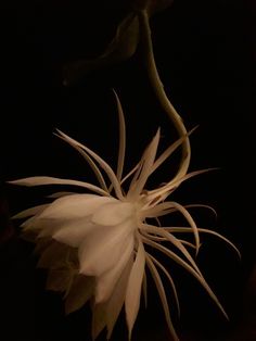 a large white flower is in the dark