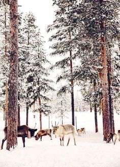 a herd of deer walking across a snow covered forest next to tall pine trees on a snowy day