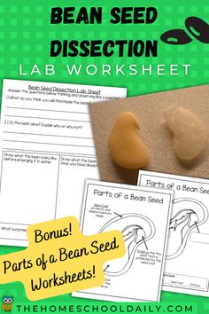 the bean seed dissection lab worksheet