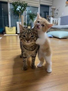 two cats standing next to each other on top of a hard wood floored floor