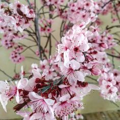 pink flowers are blooming on the branches of a tree in front of a wall