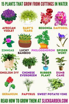 a poster with different types of flowers and plants