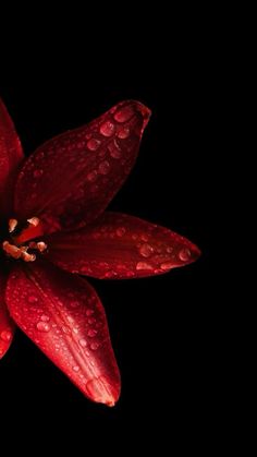 a red flower with drops of water on it's petals and black back ground