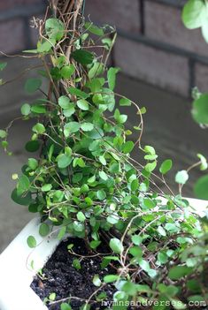 a potted plant with green leaves on it