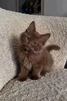 a small brown kitten sitting on top of a white couch