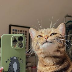 #cat Wallpaper Gatos, Muka Lelaki, Gatos Cool, Cat Profile, Funny Cat Wallpaper, Cat Selfie, Cute Cats Photos