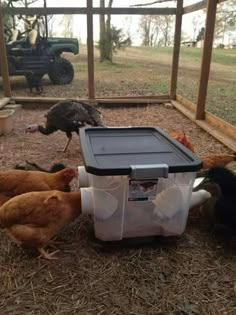 chickens and turkeys are eating out of their bins