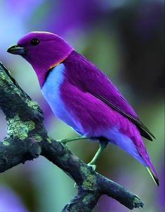 a purple and blue bird is perched on a branch