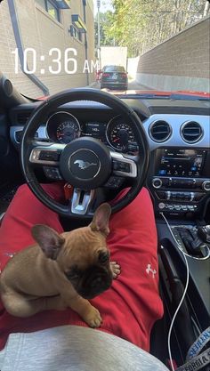 a small brown dog sitting on top of a person's lap in a car