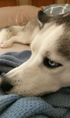 a husky dog laying on top of a bed next to a blue and white blanket