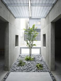 a small tree in the middle of a room with rocks and gravel on the floor