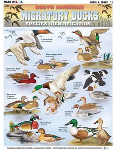 the poster shows different kinds of ducks