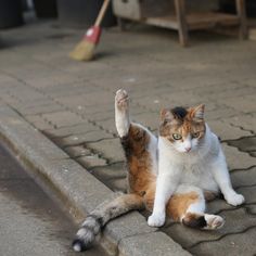 a cat laying on the ground with it's paws in the air