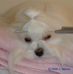 a small white dog laying on top of a pink blanket next to a hair dryer