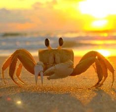 a close up of a crab on the beach at sunset with waves in the background