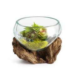 a glass bowl filled with plants on top of a wooden stump