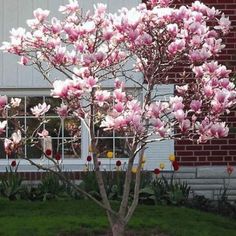 a small tree with pink flowers in front of a brick building and green grass on the ground