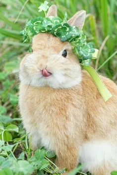 a small rabbit wearing a green leafy headband on it's head sitting in the grass