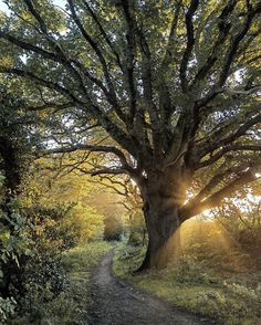 the sun shines through the trees on this path that leads to an old tree