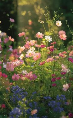 an image of flowers that are blooming in the grass with sunlight coming through them